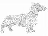 Dackel Hunde Malvorlagen Dachshund Windowcolor Hund Erwachsene Zeichnungen Besuchen Freude Rauhaardackel sketch template