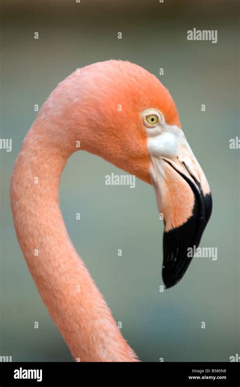 pink flamingo  curacao netherlands antilles caribbean central america stock photo alamy