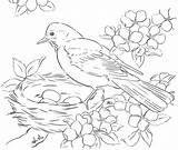 Coloring Birds Pages Robins Robin Nest Eggs Rocks Tracing Adult Tableau Choisir Un sketch template