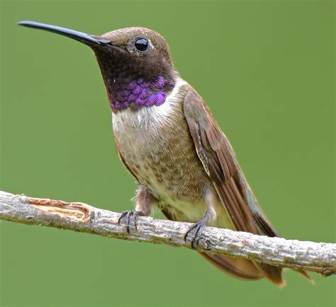 black chinned hummingbird photo gallery    birder