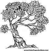 Coloring Pages Tree Adult Colouring Trees Color Adults Bonsai Colorpagesformom Drawing Nature sketch template