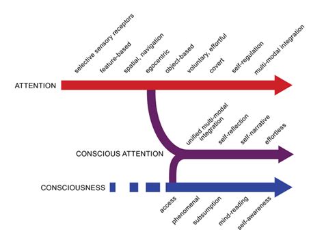 the evolution of conscious attention psychology today