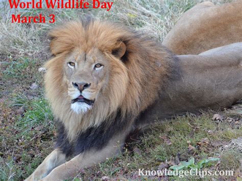 world wildlife day knowledge clips