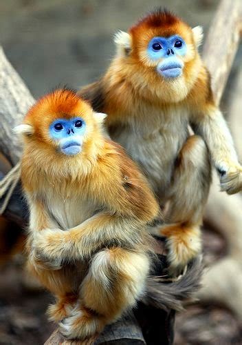 list  pictures golden snub nosed monkey