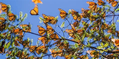 monarch butterflies will migrate to monterey bay ca this october