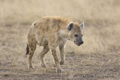 zebra  hyena photo gallery  jerry jourdan  pbasecom