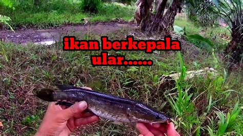 Ikan Gabus Di Parit Sawit Emang Ganas Youtube