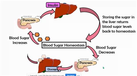 negative feedback loop insulin