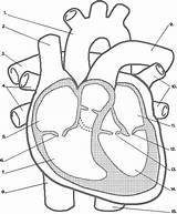Heart Diagram Unlabeled Labels Human Blank Anatomy Without Label Sketch Parts System Fill Labeling Cardiovascular Animals Use sketch template