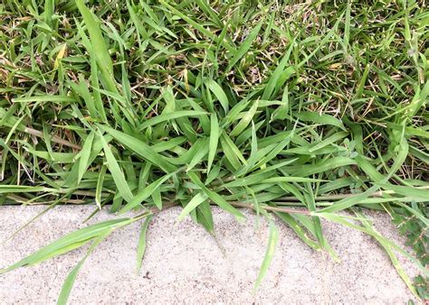 How To Kill Crabgrass For A Perfect Lawn Jocoxloneliness