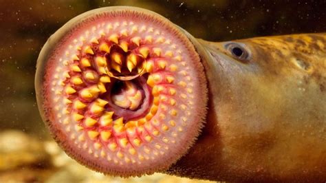 Bbc Earth Meet A Lamprey Your Ancestors Looked Just Like It