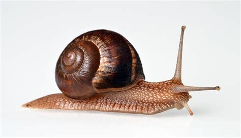 walking snail photograph  gustavo andrade