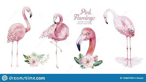 hand drawn watercolor tropical birds set of flamingo exotic rose bird illustrations jungle