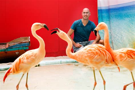 lang omstreden maar na  jaar zijn flamingos uit utrechts
