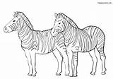 Zebras Zootiere Ausmalbilder Ausmalen Sheets Colomio Malvorlagen Zootier sketch template