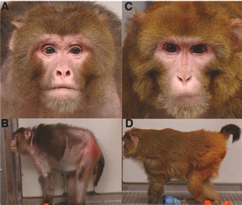 experimental diet  fountain  youth  monkeys wired