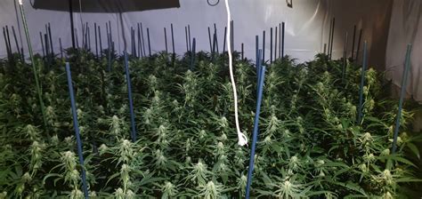 Man Arrested After Cannabis Grow Found In Oakwood House Derbyshire