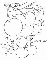 Colorat Cirese Planse Visine Desene Cereja Interferente Fructe Berry Primavara sketch template