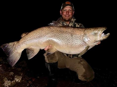 enormous brown trout   montana state record