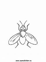 Fliege Ausmalbild Fliegen sketch template