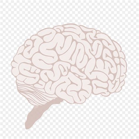 gambar ilustrasi hiasan otak manusia clipart otak tubuh manusia otak