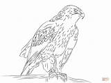 Hawk Pages Coloring Ferruginous Drawing sketch template