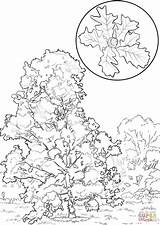 Coloring Oak Bur Tree Pages Elm Click Printable Designlooter Drawings 35kb 1440px 1020 Trees Template Categories sketch template