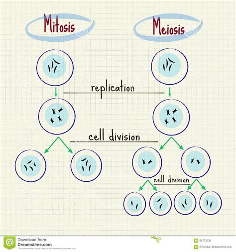Mitosis Y Meiosis Ilustración Del Vector Imagen 56772039