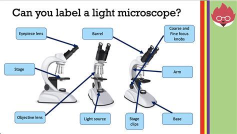 aqa gcse biology microscopy teaching resources