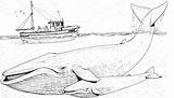 Whale Humpback sketch template