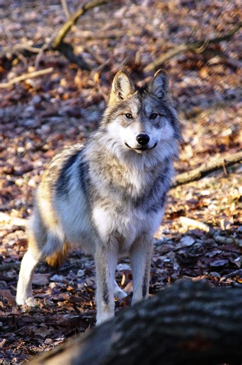 historic release  mexican wolves endangered wolf center