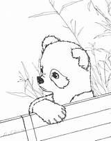 Panda Coloring Pages Cute Baby Red Printable Realistic Kids Pandas Color Print Anime Drawing Sheets Bear Animals Adults Bamboo Adult sketch template
