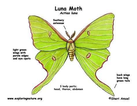moth luna