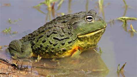 african bullfrog elmwood park zoo