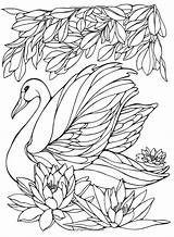 Coloring Pages Painting Adult Printable Bird Swan Birds Embroidery Watercolor Patterns Adults Books Colouring Schwan Color Sheets Swans Heller Ruth sketch template