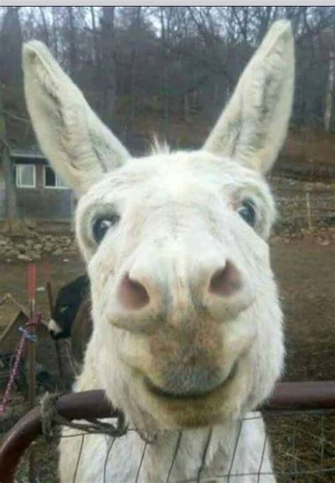 adorable donkeys     smile bouncy mustard