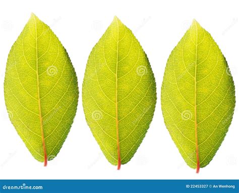 green leaves stock image image  beauty botany