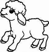 Lamb Outline Drawing Sheep Coloring Color Getdrawings Draw sketch template