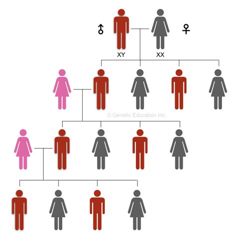 Explaining The Y Chromosome Definition Structure And Function