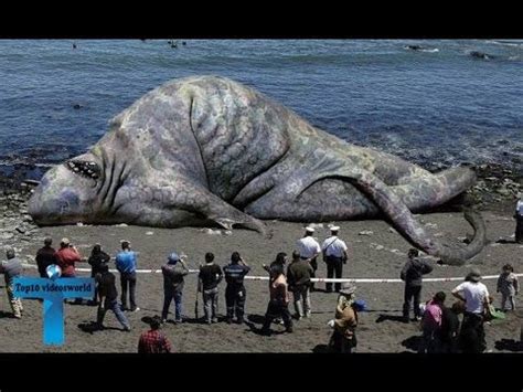 top  largest animals   world  recorded biggest animals
