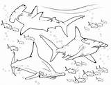 Shark Pages Coloring Basking Hammerhead Getdrawings Getcolorings sketch template