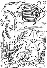Seahorse Verbnow sketch template