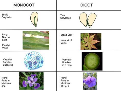 angiospermae flowering plants  biology primer