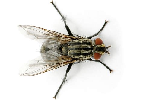 flies attracted   spiritual  tips