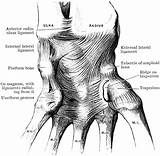 Wrist Ligaments Clipart Anatomy Carpal Metacarpal Etc Anterior Radio Tiff Resolution Usf Edu Large sketch template