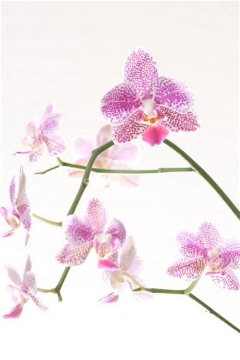 Small White And Pink Orchid Flowers Photo  Hi Res 720p Hd