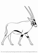 Oryx Drawing Draw Beisa Gemsbok Clipart Step Animals Tutorials Wild Learn Getdrawings sketch template