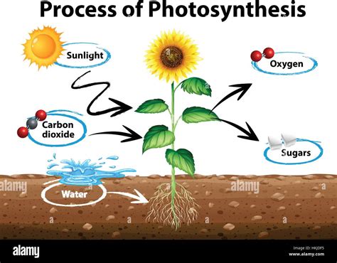diagram showing sunflower  process  photosynthesis illustration stock vector image art