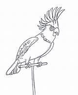 Papagei Ausmalbild Letzte Erste sketch template