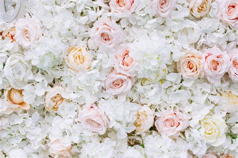 flowers wall background white roses high quality nature stock